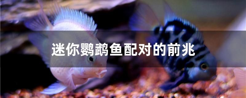 迷你鸚鵡魚配對的前兆