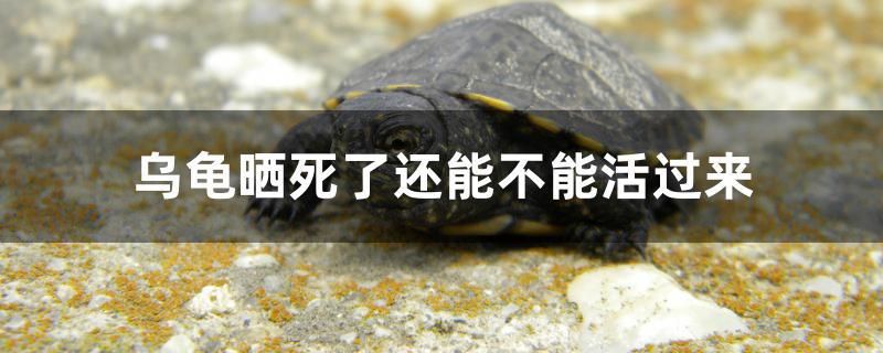 烏龜曬死了還能不能活過來