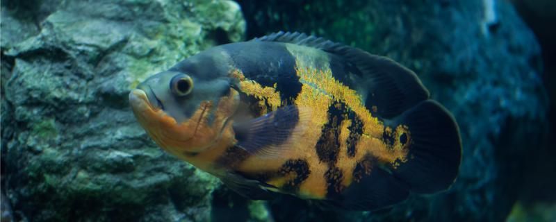 地圖魚會不會被撐死怎么正確喂食 月光鴨嘴魚苗