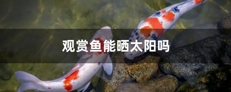 60厘米的金龍魚(yú)價(jià)格多少(60厘米金龍魚(yú)價(jià)格?) 福魟魟魚(yú) 第1張