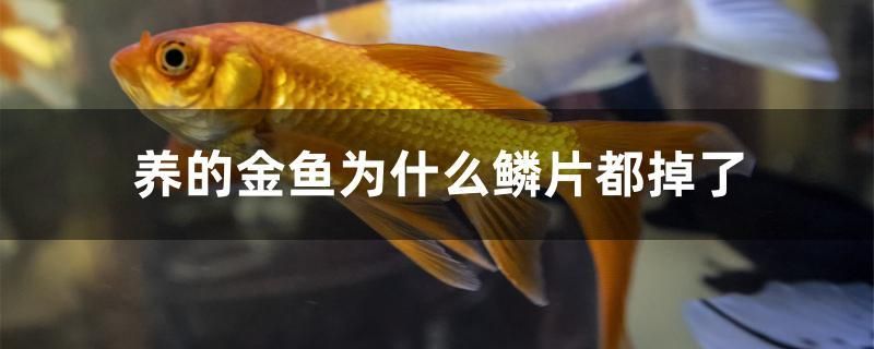 養(yǎng)的金魚為什么鱗片都掉了