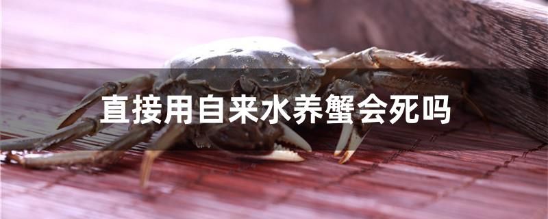 直接用自來水養(yǎng)蟹會死嗎 慈雕魚