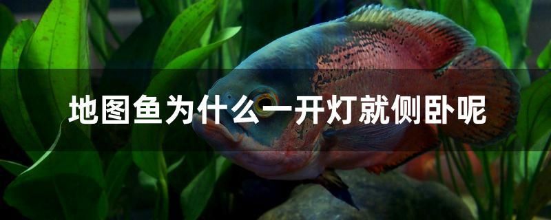 地圖魚為什么一開燈就側臥呢