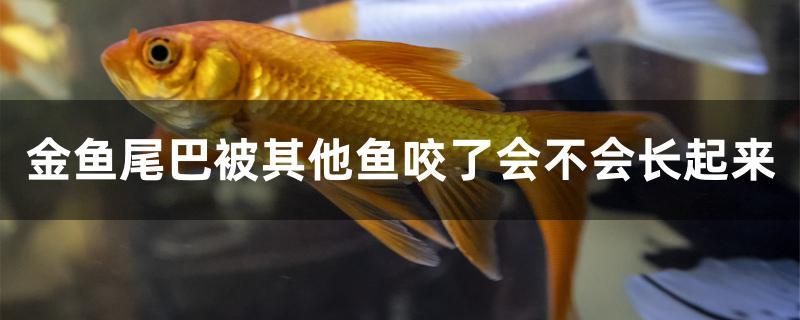 金魚尾巴被其他魚咬了會(huì)不會(huì)長起來