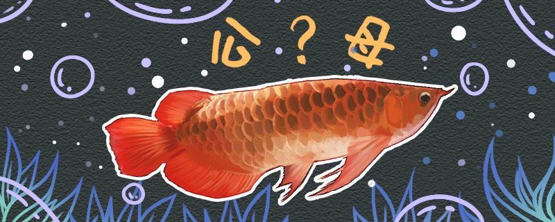 紅龍魚(yú)怎么分公母公母能一起養(yǎng)嗎