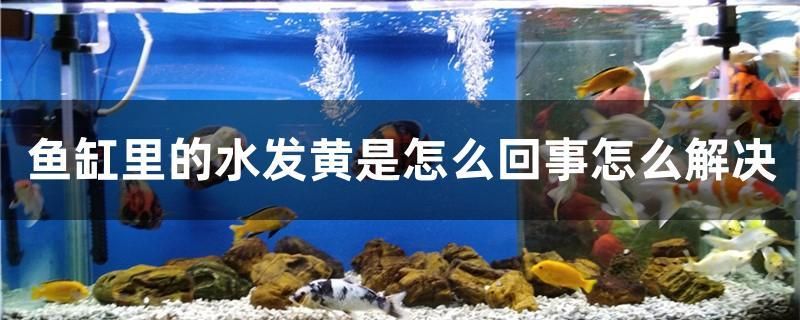 魚缸里的水發(fā)黃是怎么回事怎么解決 黃金招財(cái)貓魚