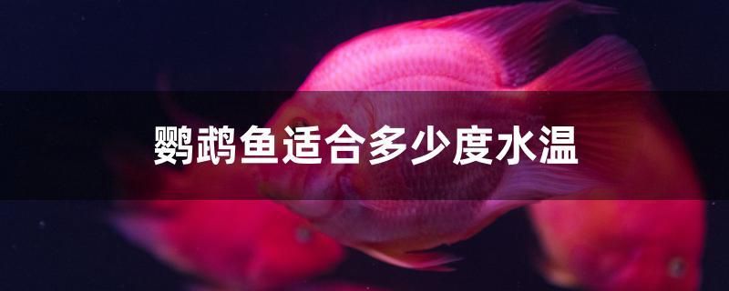 鸚鵡魚適合多少度水溫