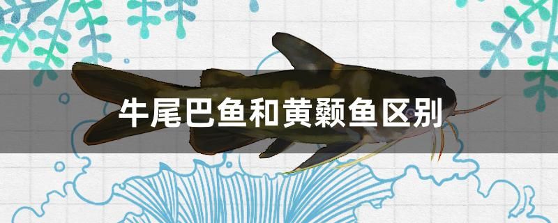 牛尾巴魚和黃顙魚區(qū)別 水草