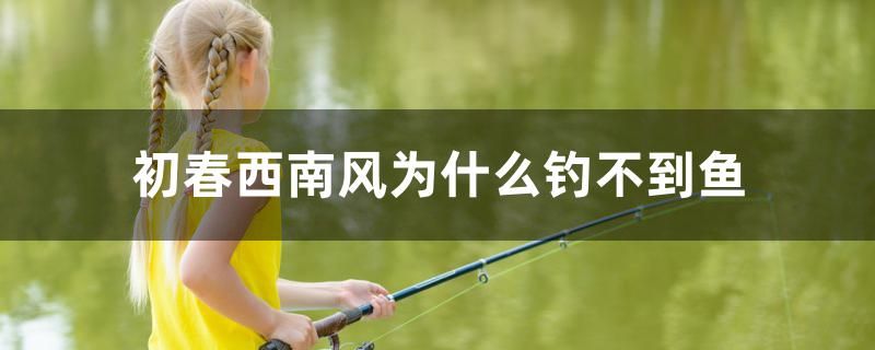 初春西南風(fēng)為什么釣不到魚(yú) 三色錦鯉魚(yú)