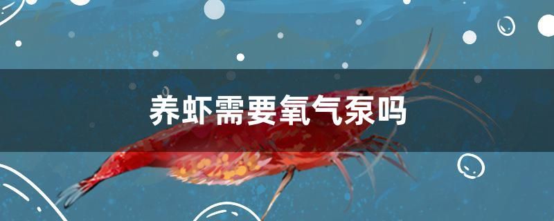 養(yǎng)蝦需要氧氣泵嗎