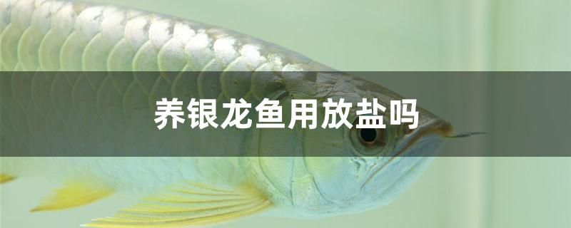 養(yǎng)銀龍魚用放鹽嗎