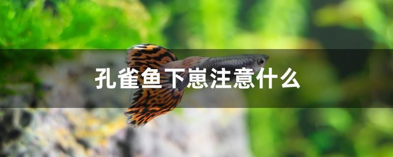 孔雀魚下崽注意什么 觀賞魚水族批發(fā)市場