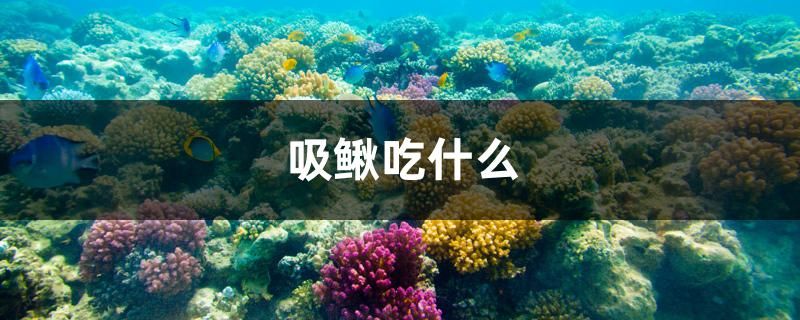 吸鰍吃什么 金龍魚百科