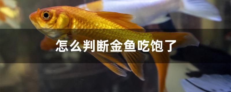 怎么判斷金魚吃飽了