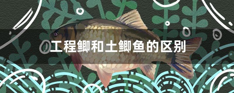 工程鯽和土鯽魚的區(qū)別有哪些