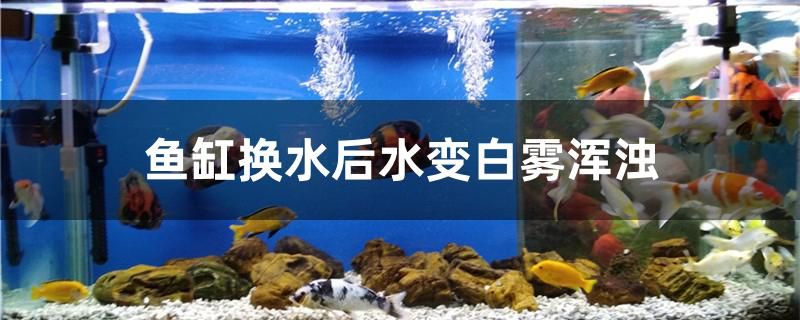 為什么魚(yú)缸換水后水變白霧渾濁 沖氧泵