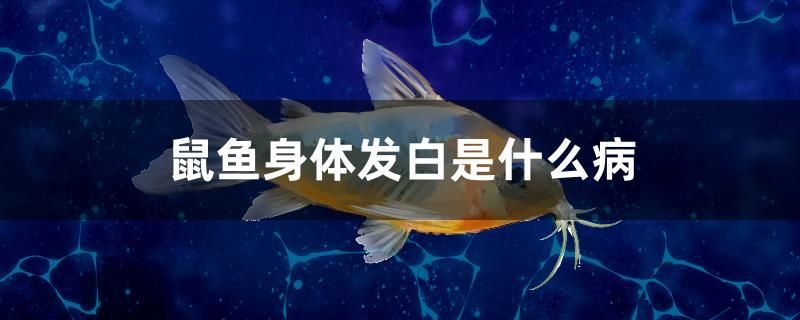 鼠魚身體發(fā)白是什么病 粗線銀版魚