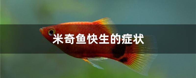 米奇魚(yú)快生的癥狀是什么 魚(yú)缸百科