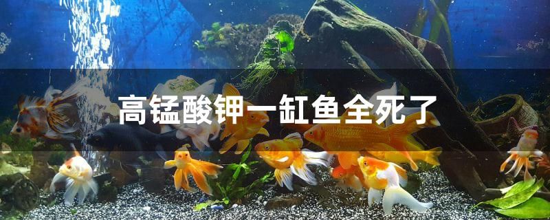 高錳酸鉀一缸魚全死了怎么回事 巴卡雷龍魚