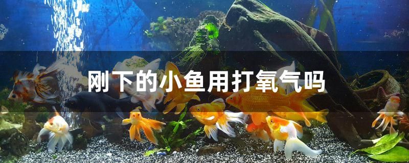 剛下的小魚用打氧氣嗎 白子黑帝王魟魚