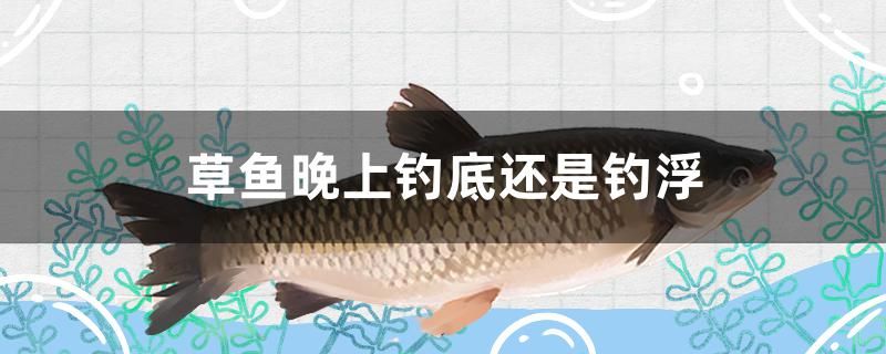 草魚晚上釣底還是釣浮