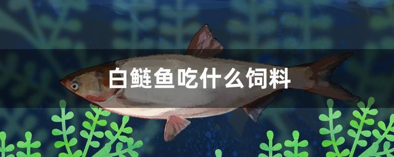 白鰱魚吃什么飼料 翡翠鳳凰魚