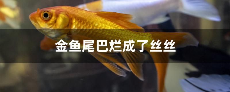 金魚尾巴爛成了絲絲怎么辦