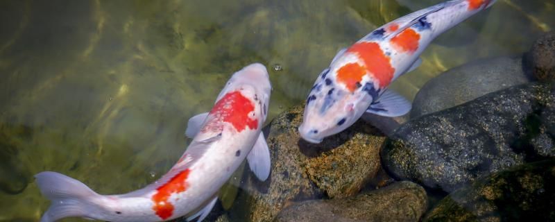 錦鯉魚一開燈就亂跑怎么回事怎么解決 海水魚