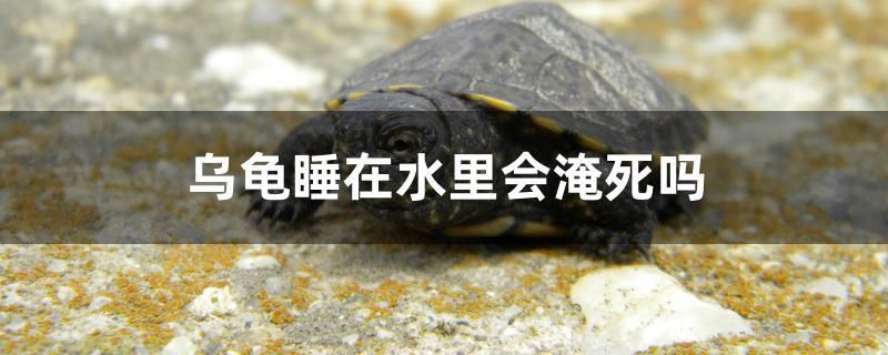 烏龜睡在水里會淹死嗎 ?；?異型虎魚/純色虎魚