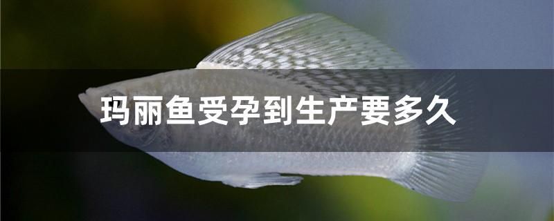 瑪麗魚受孕到生產(chǎn)要多久