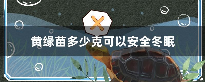 黃緣苗多少克可以安全冬眠 賽級(jí)紅龍魚