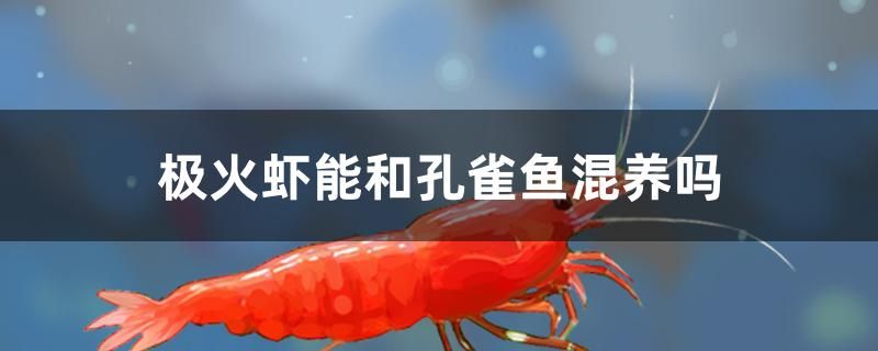 極火蝦能和孔雀魚混養(yǎng)嗎 2024第28屆中國國際寵物水族展覽會(huì)CIPS（長城寵物展2024 CIPS）