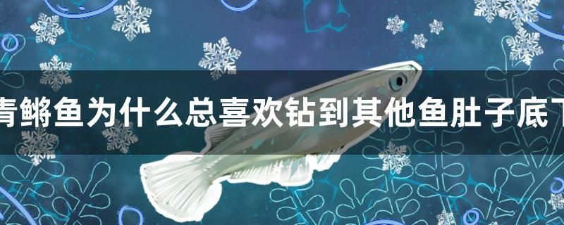 青鳉魚(yú)為什么總喜歡鉆到其他魚(yú)肚子底下 元寶鳳凰魚(yú)