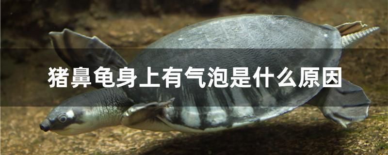 豬鼻龜身上有氣泡是什么原因 泰國虎魚（泰虎）