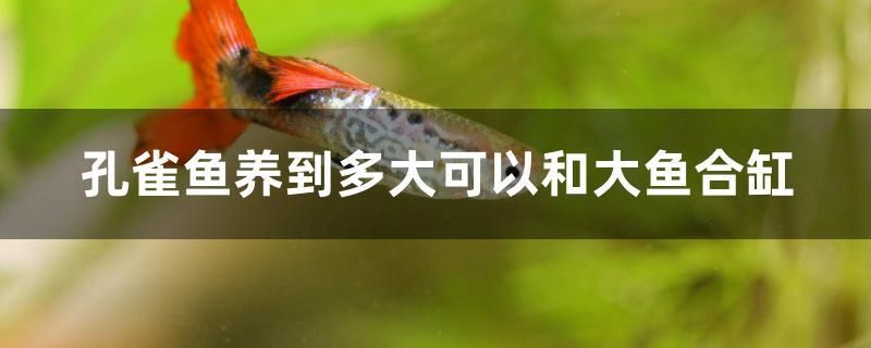 孔雀魚養(yǎng)到多大可以和大魚合缸 帝王迷宮魚