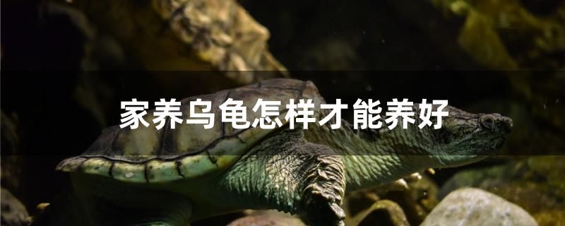 家養(yǎng)烏龜怎樣才能養(yǎng)好