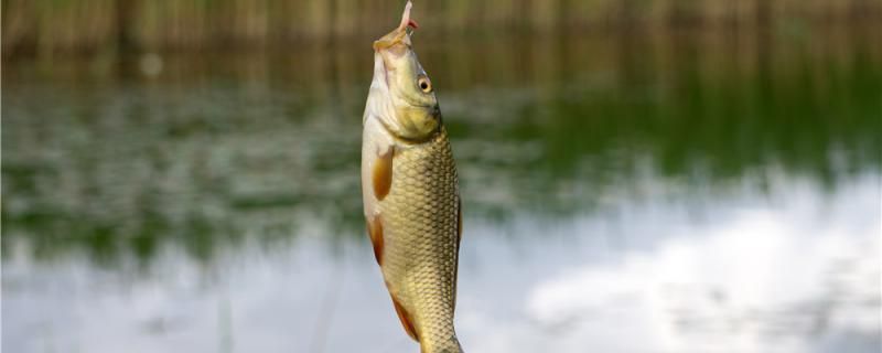 冬天釣鯽魚釣多少水深鉛墜需要打底嗎