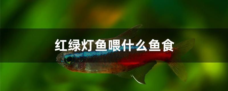 紅綠燈魚喂什么魚食 撒旦鴨嘴魚