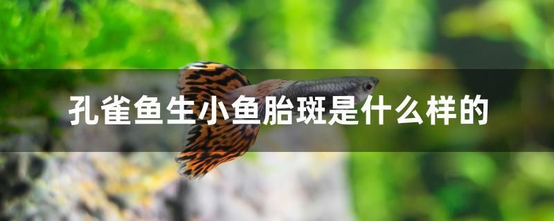 孔雀魚生小魚胎斑是什么樣的 薩伊藍魚