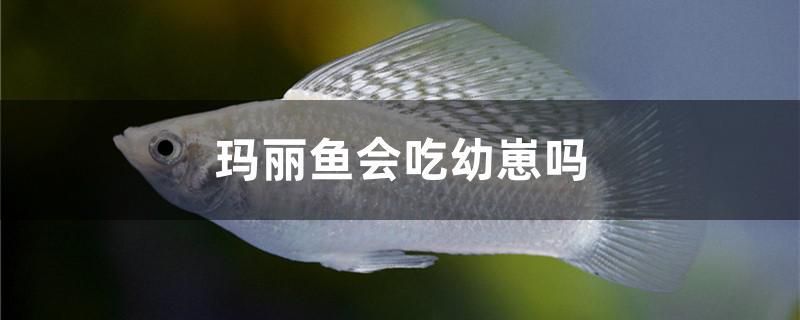 任丘森森魚缸專賣店電話地址 任丘森林公園在哪里 龍魚百科 第1張