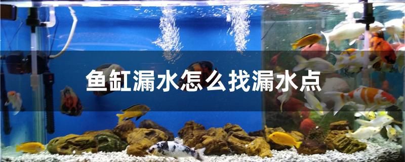 魚缸漏水怎么找漏水點 過濾設備