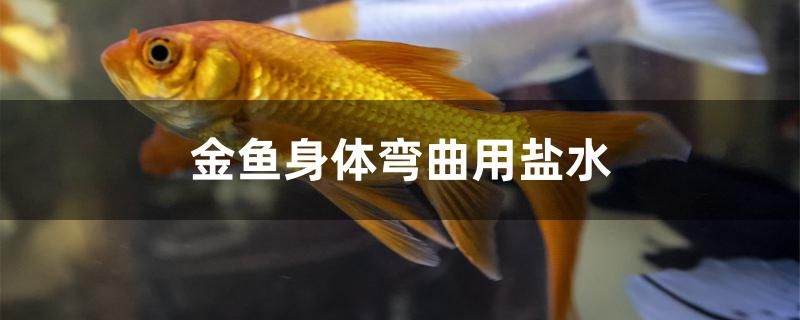 金魚身體彎曲用鹽水能治好嗎 細(xì)線銀版魚