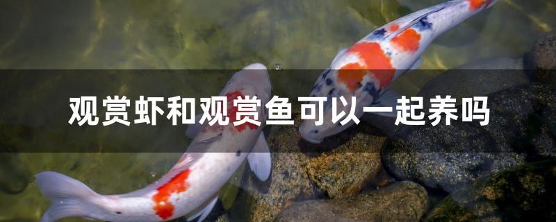 觀賞蝦和觀賞魚可以一起養(yǎng)嗎 海水魚（海水魚批發(fā)）