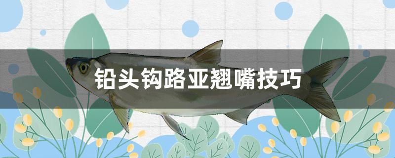 鉛頭鉤路亞翹嘴技巧 虎魚(yú)魚(yú)苗