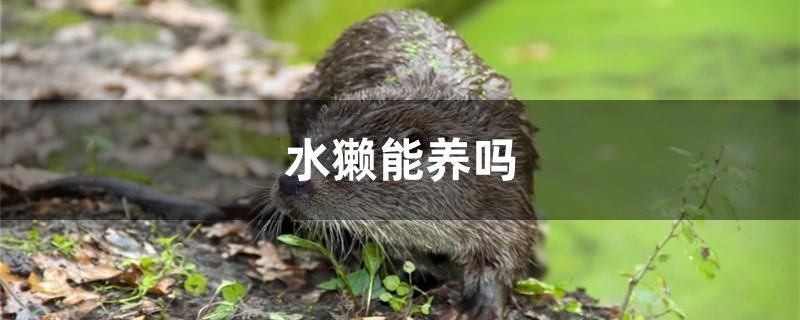 水獺能養(yǎng)嗎 全國(guó)觀賞魚(yú)市場(chǎng)