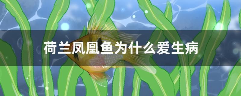 荷蘭鳳凰魚(yú)為什么愛(ài)生病