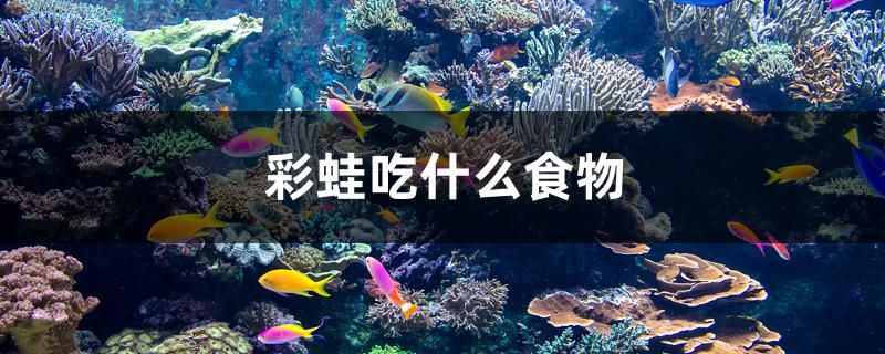 彩蛙吃什么食物 恐龍王魚