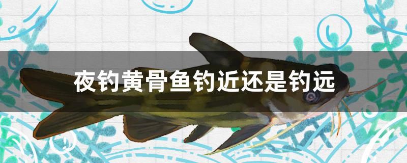 夜釣黃骨魚釣近還是釣遠 過濾設備