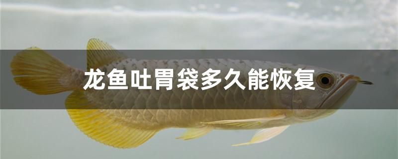 龍魚吐胃袋多久能恢復(fù) 孵化器