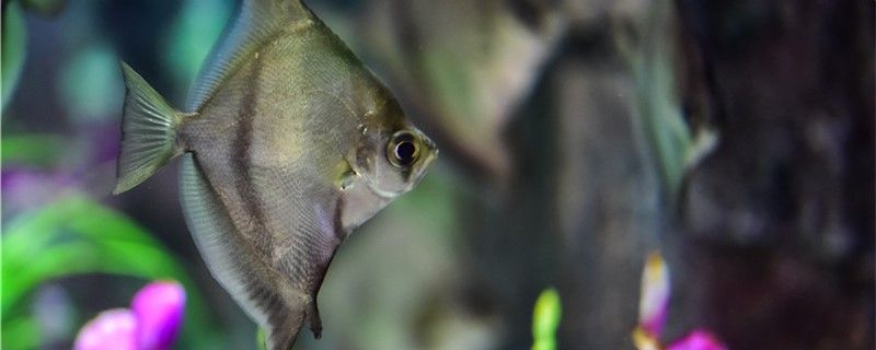 鯧魚是食人魚嗎和食人魚是近親嗎 食人魚（水虎）